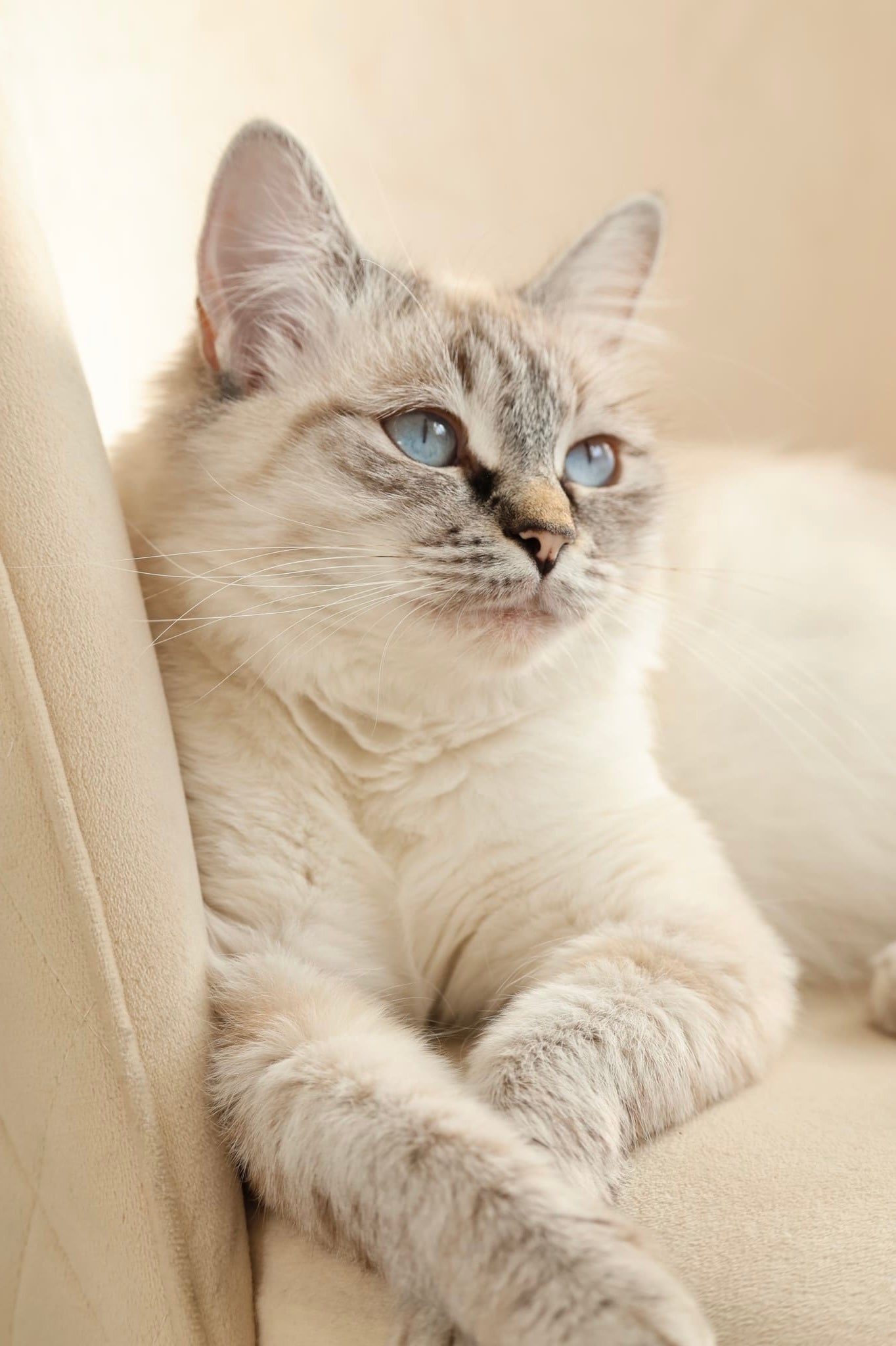 Eine helle Katze liegt auf einem Stuhl